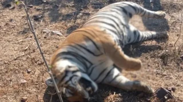 कान्हा में बाघिन की मौत, जांच जारी