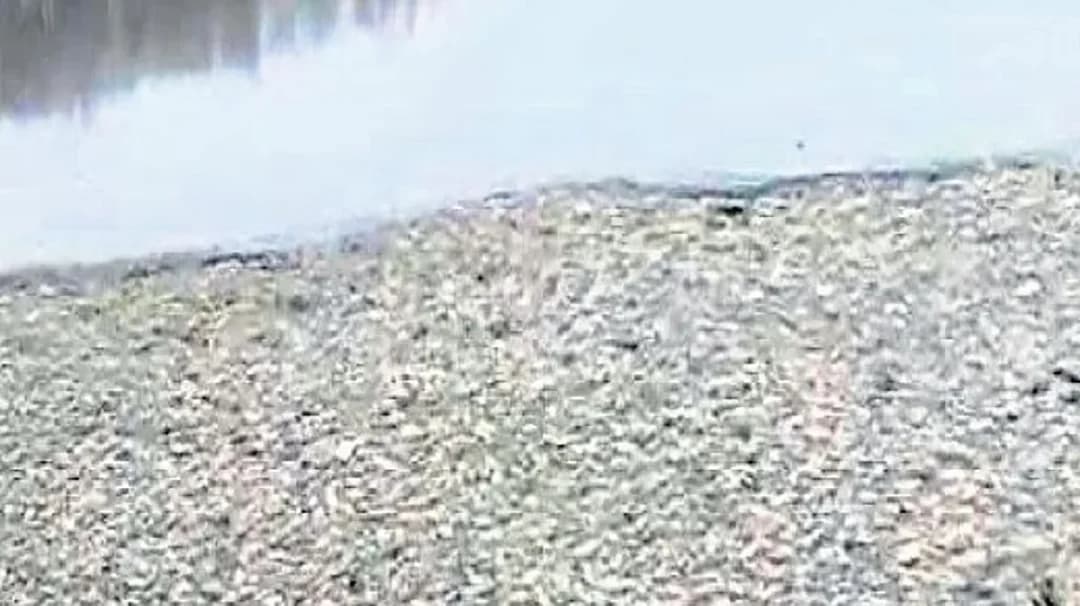 डोड्डागुब्बी झील में हजारों मछलियां मृत मिलीं