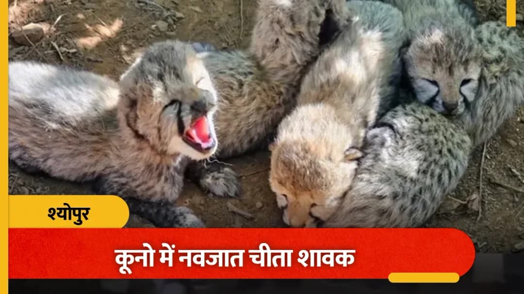 कुनो में चीता के पांच शावक जन्मे, भारत की चीता आबादी 60 हुई